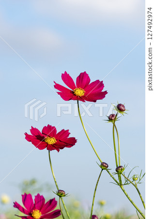 Pretty cosmos flowers blooming towards the autumn sky 127492974