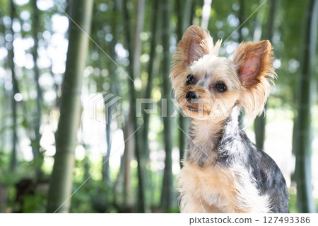 Bamboo groves and Yorkshire Terrier 127493386