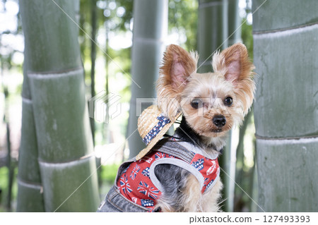 Bamboo groves and Yorkshire Terrier Bamboo groves and Yorkshire Terrier 127493393
