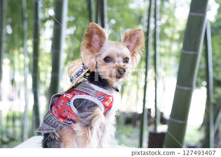 Bamboo groves and Yorkshire Terrier Bamboo groves and Yorkshire Terrier 127493407