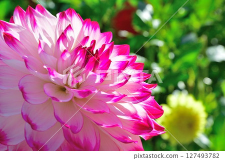 Beautiful dahlias at Kawanishi Dahlia Garden (Yamagata Prefecture) Beautiful dahlias at Kawanishi Dahlia Garden (Yamagata Prefecture) 127493782
