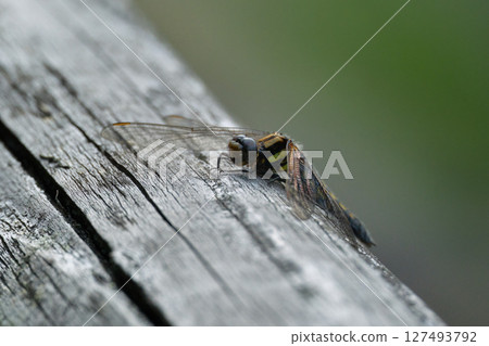 A female Shioya-tombo with a very wide 270-degree field of vision thanks to her huge compound eyes. A female Shioya-tombo with a very wide 270-degree field of vision thanks to her huge compound eyes. 127493792