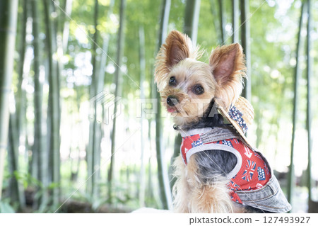 Bamboo groves and Yorkshire Terrier Bamboo groves and Yorkshire Terrier 127493927