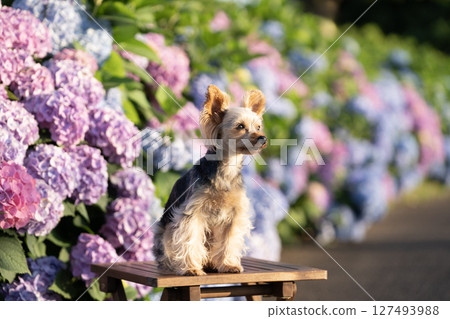 繡球花和微笑的約克夏犬 繡球花和微笑的約克夏犬 127493988