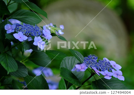 Blue hydrangea Blue hydrangea 127494004