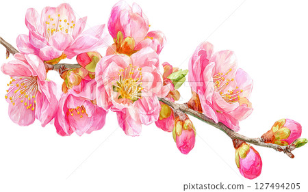 Realistic pink plum blossom branch with blooming flowers and buds, showing delicate petals and yellow stamens in springtime beauty Realistic pink plum blossom branch with blooming flowers and buds, showing delicate petals and yellow stamens in springtime beauty 127494205