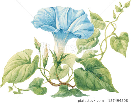 Morning glory flower with green leaves and buds, delicate blue petals, and curling vine stems in natural watercolor style Morning glory flower with green leaves and buds, delicate blue petals, and curling vine stems in natural watercolor style 127494208
