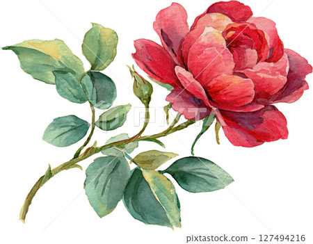 Watercolor illustration of single red rose with green leaves and small bud, showing delicate petals and natural beauty in soft colors 127494216
