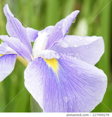 美麗濕潤的虹膜被雨水打濕,淡紫色,特寫 美麗濕潤的虹膜被雨水打濕,淡紫色,特寫 127494276