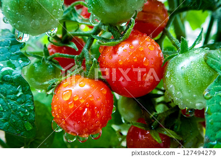 Cultivation home garden of tomatoes turning red Cultivation home garden of tomatoes turning red 127494279