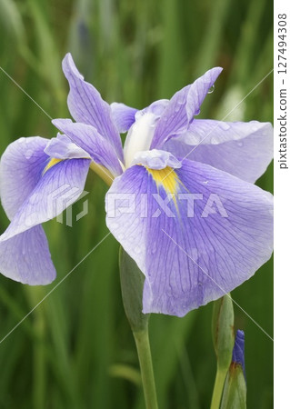 Beautiful moist iris with raindrops on it, light purple, close-up Beautiful moist iris with raindrops on it, light purple, close-up 127494308