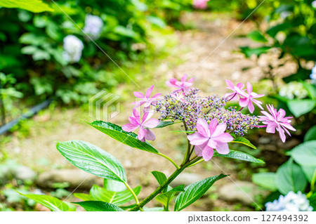 Pink cute hydrangea Pink cute hydrangea 127494392