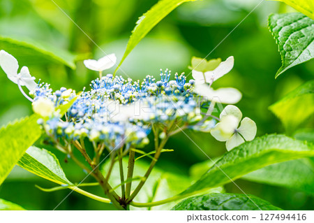 藍色繡球花 127494416