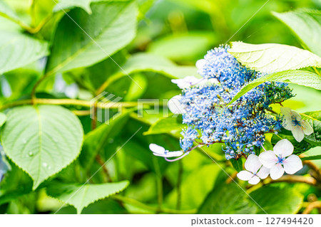 藍色繡球花 127494420