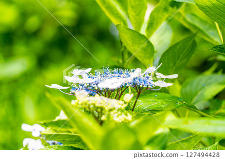 Hydrangea flower 127494428