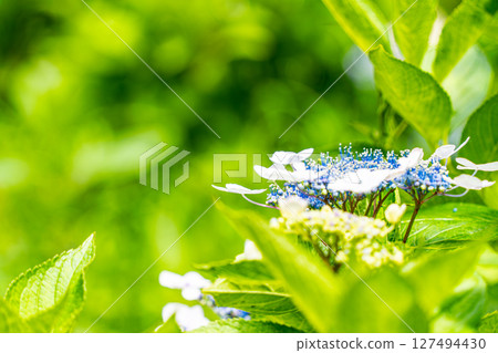 繡球 繡球 127494430