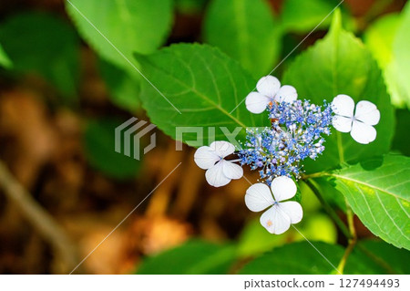 hydrangea   127494493