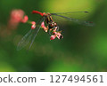 一隻紅蜻蜓停在一朵水葫蘆花上 127494561