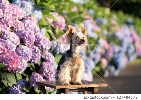 繡球花和微笑的約克夏犬 繡球花和微笑的約克夏犬 127494572