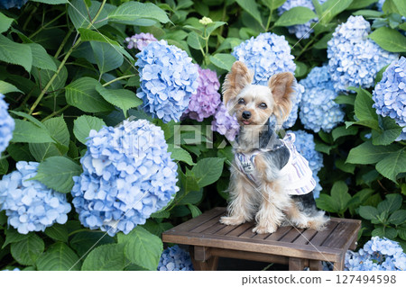 Hydrangea and smiling Yorkshire terrier 127494598