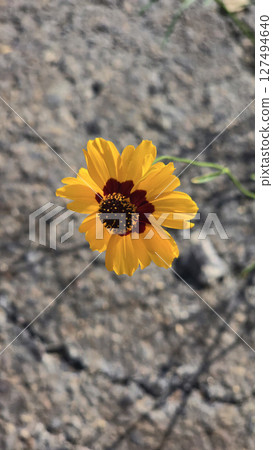 Bright Yellow Coreopsis Flower Bloom in a Natural Outdoor Setting Bright Yellow Coreopsis Flower Bloom in a Natural Outdoor Setting 127494640