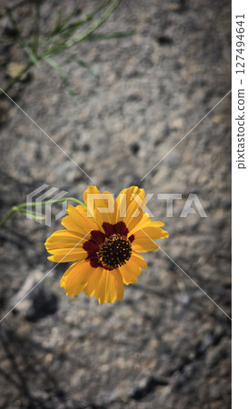 Bright Yellow Coreopsis Flower Bloom in a Natural Outdoor Setting Bright Yellow Coreopsis Flower Bloom in a Natural Outdoor Setting 127494641