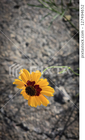 Bright Yellow Coreopsis Flower Bloom in a Natural Outdoor Setting Bright Yellow Coreopsis Flower Bloom in a Natural Outdoor Setting 127494652