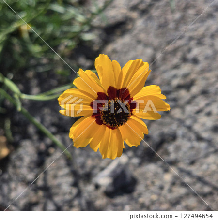 Bright Yellow Coreopsis Flower Bloom in a Natural Outdoor Setting 127494654