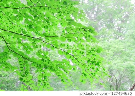 Oirase Stream (Katsura Tree) 127494680