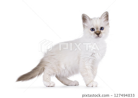 Sacred Birman kitten on white 127494833