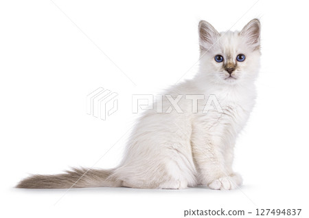 Sacred Birman kitten on white 127494837
