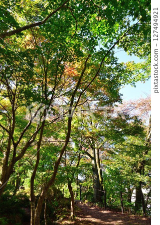 Koshiji Maple Garden (Niigata Prefecture) Koshiji Maple Garden (Niigata Prefecture) 127494921
