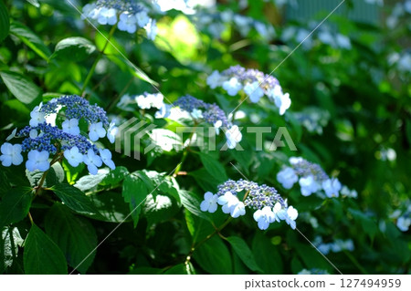 藍色繡球花 藍色繡球花 127494959