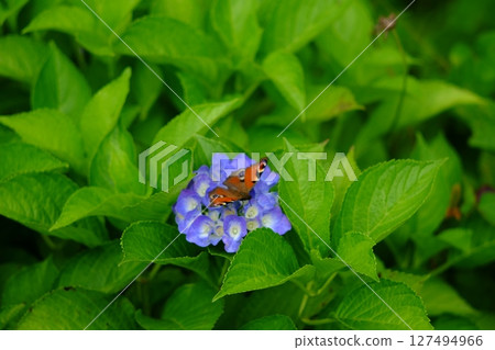 Insects landing on hydrangea flowers Insects landing on hydrangea flowers 127494966