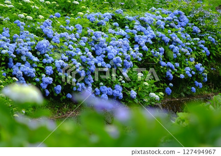 Blue hydrangea 127494967