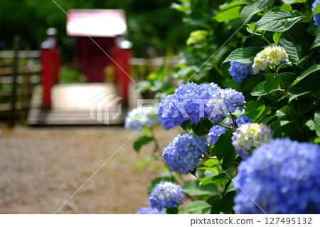Hydrangea blooming in the precincts 127495132