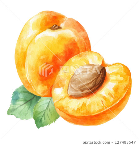 Ripe apricot fruit with seed and green leaves in bright watercolor style 127495547