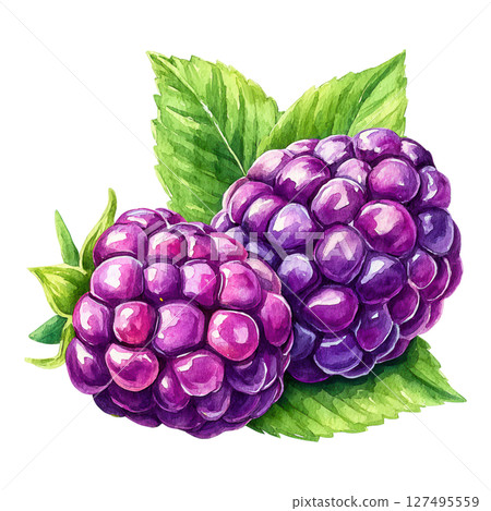 Two ripe purple blackberries with green leaves painted in watercolor style, fresh and vibrant Two ripe purple blackberries with green leaves painted in watercolor style, fresh and vibrant 127495559