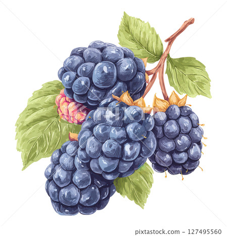 Blackberry fruit cluster with green leaves and natural texture in watercolor style 127495560