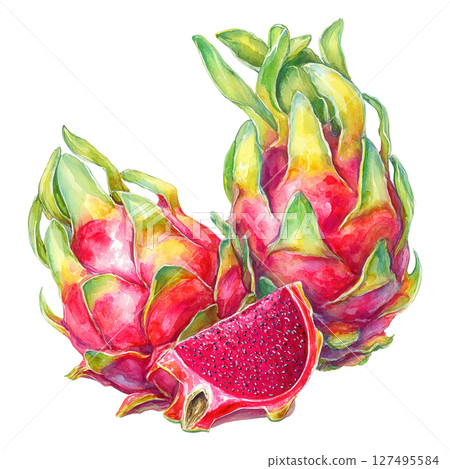 Dragon fruit watercolor painting with vibrant red and green colors showing fresh exotic fruit Dragon fruit watercolor painting with vibrant red and green colors showing fresh exotic fruit 127495584
