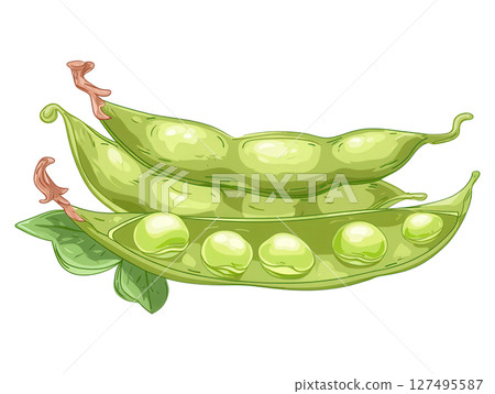 Green edamame pods with fresh beans and leaves, healthy plant protein food illustration 127495587