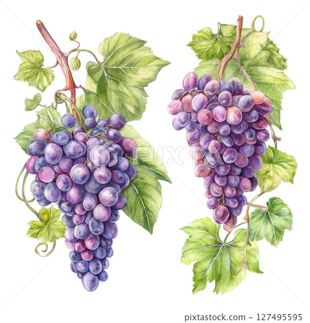 Purple grape bunch with green leaves and vine, fresh fruit with natural colors 127495595
