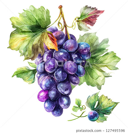 Purple grapes bunch with green leaves watercolor painting with natural colors 127495596