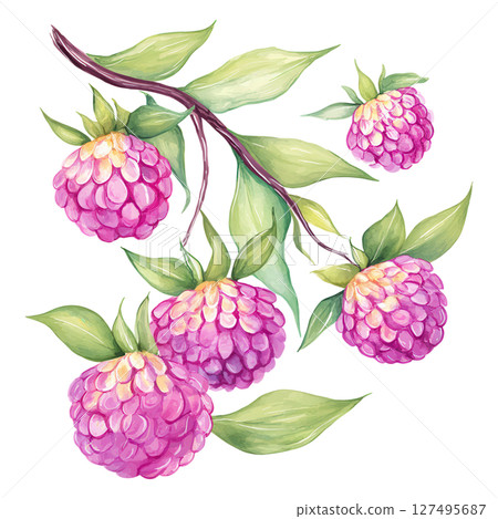 Raspberry cluster with green leaves and branch in watercolor style painting Raspberry cluster with green leaves and branch in watercolor style painting 127495687