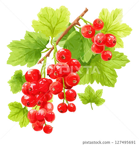 Red currant cluster with green leaves, fresh and vibrant fruit on branch Red currant cluster with green leaves, fresh and vibrant fruit on branch 127495691