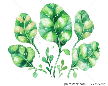 Green watercolor spinach leaves with fresh natural texture and organic style 127495704