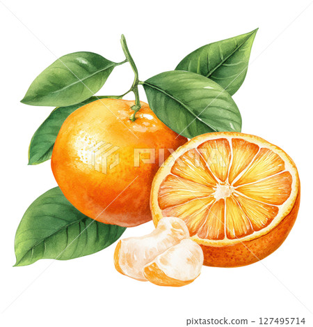 Orange fruit with green leaves and juicy segments in watercolor style illustration 127495714