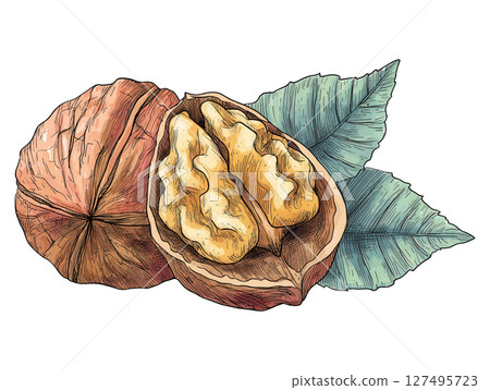 Detailed illustration of walnut with shell and leaves showing natural texture and color 127495723