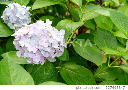 Hydrangea ball-shaped flowers with many blue decorative flowers, balls, summer image material 127495847