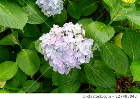 Close-up photo taken with hydrangea flower buds of hydrangea with many blue decorative flowers 127495848